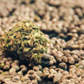 All About Cannabis Seeds: Understanding the Difference Between Regular and Feminized