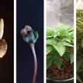 The Risks of Growing Cannabis Plants from Seeds