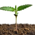 All About Cannabis Seeds: How Long Does it Take for Cannabis Seeds to Germinate?