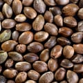 All About Cannabis Seeds: Can You Grow Plants from Seeds Found in a Bag of Marijuana?