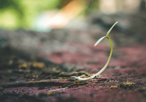 All About Cannabis Seeds: Types, Uses, and Benefits