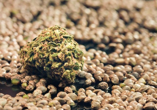 All About Cannabis Seeds: Understanding the Difference Between Regular and Feminized