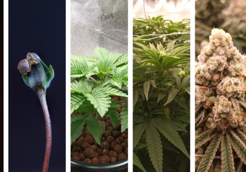 The Risks of Growing Cannabis Plants from Seeds