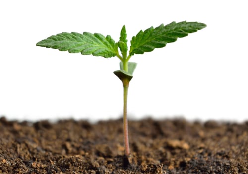 All About Cannabis Seeds: How Long Does it Take for Cannabis Seeds to Germinate?