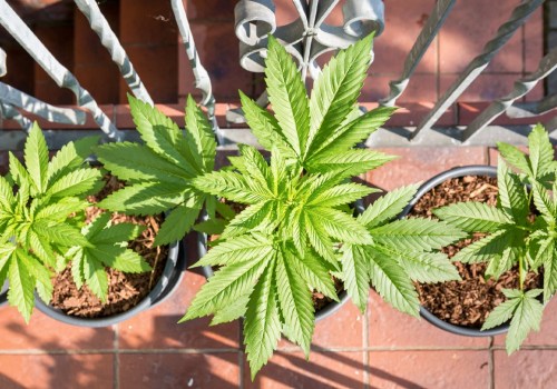 All About Cannabis Seeds: Common Problems When Growing from Seed