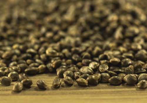 All About Cannabis Seeds: How to Determine if a Seed is Viable or Not