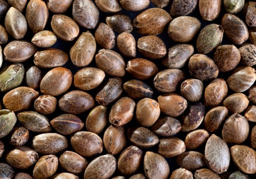 All About Cannabis Seeds: Can You Grow Plants from Seeds Found in a Bag of Marijuana?